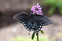 California Pipevine Swallowtail