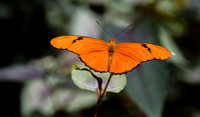 Julia Butterfly